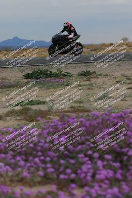 media/Jan-14-2023-SoCal Trackdays (Sat) [[497694156f]]/Turn 14 Exit Bloomig (145pm)/
